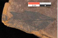 Foto (Detailsansicht) von Quercus palaeoilex Ettingshausen (NHMW-GEO-2024-0188-0897)